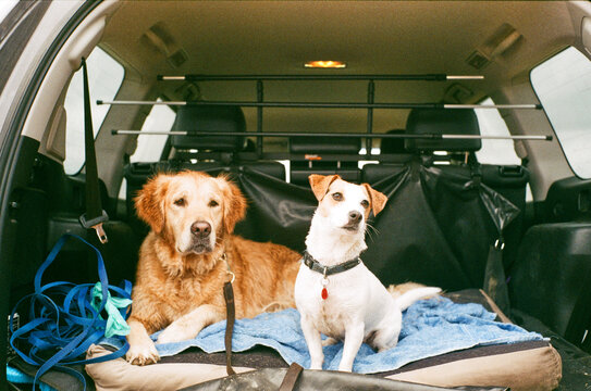 Companion dogs in back of car