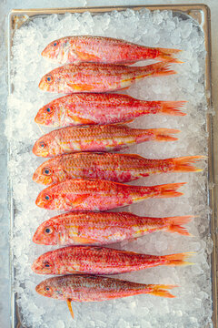 Fresh Red Snapper on ice