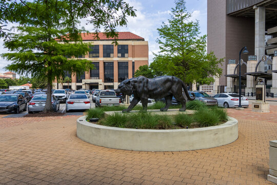 The Mike the Tiger Statue with lush green plants and trees at Tiger Stadium on the Campus of Louisiana State University in Baton Rouge Louisiana USA