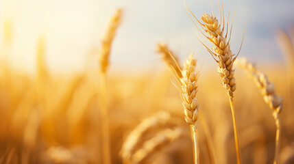 copy space, stockphoto, Closeup of ripe summer grain wheat field, wheat ears. Close-up of wheat plants with ripe grains. Healthy food, environment theme. Agriculture crops. Agriculture theme. Wheat ba