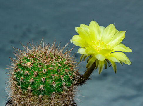 Echinopsis aurea, cactus blooming with yellow flowers in the spring collection, Ukraine