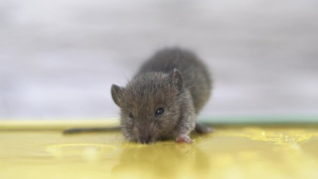 a little mouse is caught in a glue trap and is trying to get out