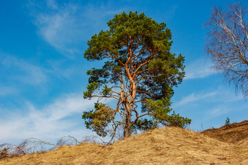 Spreading green crown of a pine tree growing on a hill