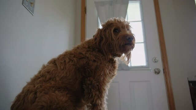 Goldendoodle pet at home, sitting on the couch and looking at camera. Close up footage