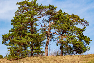 Pine trees growing nearby on a vacant lot against a blue sky