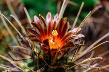 Glandulicactus crassihamatus, cactus blooming with red-brown flowers in the collection in spring,...