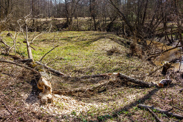 A tree felled by beavers in the area of the Gorodyanka river, Maloyaroslavetsky district, Kaluga region, Russia