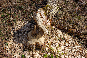 A tree in the wild, chewed in half by the powerful teeth of beavers