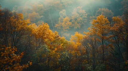 Enchanting Autumn Woodland Canopy Bathed in Soft Afternoon Glow - obrazy, fototapety, plakaty