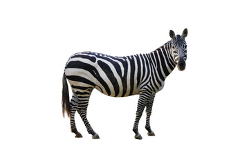 Naklejka premium zebra isolated on white background