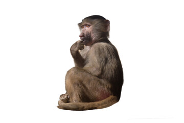 baby baboon isolated on white background - obrazy, fototapety, plakaty