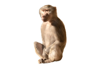 Female baboon isolated on white background - obrazy, fototapety, plakaty
