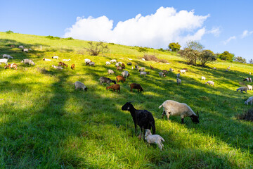 Goats and their kids grazing on grass in spring on a hillside in Bolinas, California.