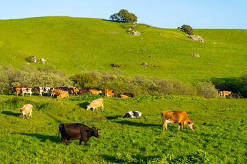 Cows grazing in the picturesque rolling hills of Petaluma, California.