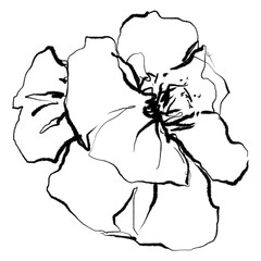 Png flower sticker, aesthetic line art illustration, remixed from vintage public domain images