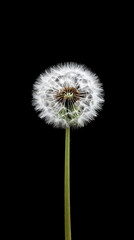 dandelion on black background