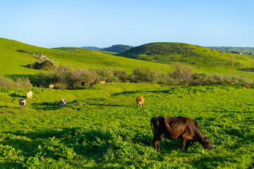 Cows grazing in the picturesque rolling hills of Petaluma, California.