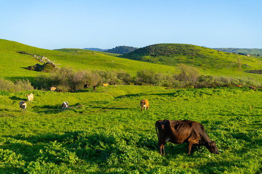 Cows grazing in the picturesque rolling hills of Petaluma, California.