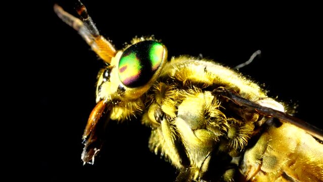 Horse Fly eye and mandible close up