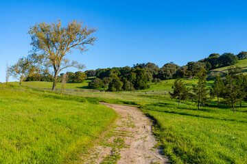 Picturesque morning in the rolling green grassy hills of Sonoma County, California. 