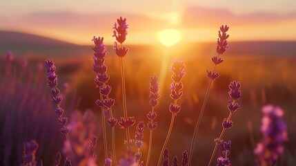Lavender field with sunset in the background. The lavender is in focus, while the sunset is out of...