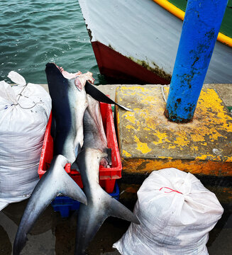Sharks without heads