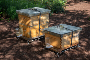 wooden honey bee hive box - 789585714