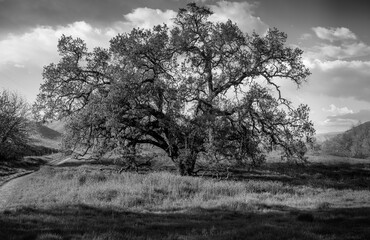 Oak Tree in Black and White