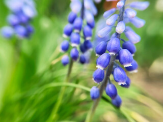 close-up spring lilac muscari flowers grow in a flower garden
