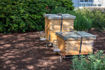 wooden honey bee hive box - 789585975
