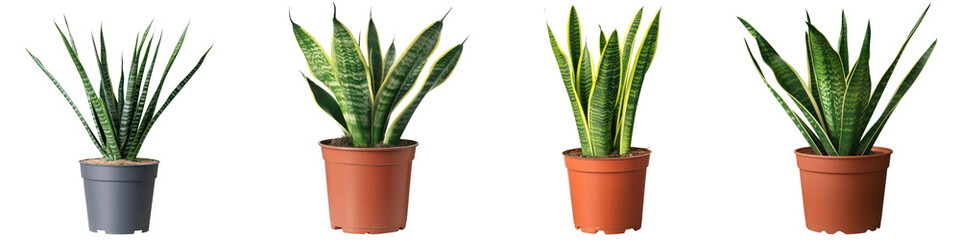 sansevieria plant in pot isolated on white or transparent background png cutout clipping path