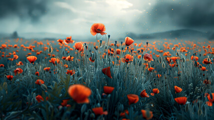 Fototapeta na wymiar Red poppy blooms in a field landscape, Poppy Day British, Remembrance Day. copy space