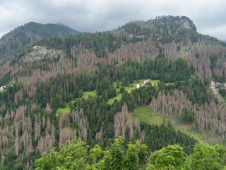 Woods destroyed by the European spruce bark beetle, whose scientific name is Ips typographus, the...