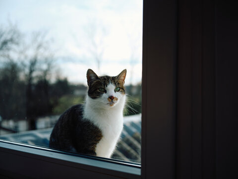 cat sits in the window
