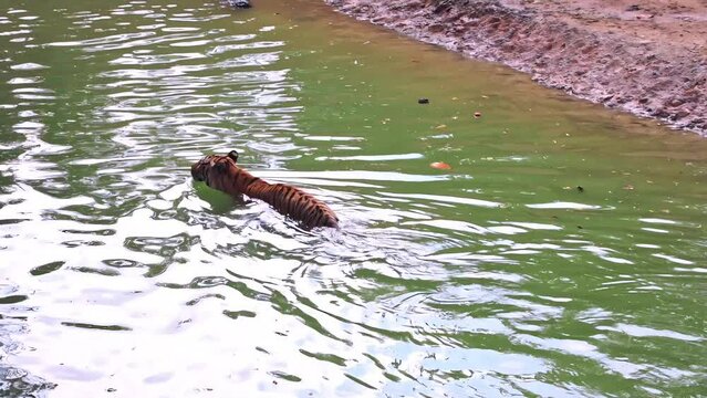 Wild tiger swimming alone in the river at cage in Zoo .