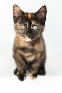 Portrait of foster kitten