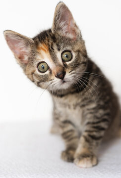 Portrait of foster kitten