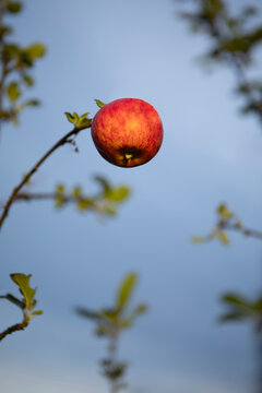 Apple tree in a garden and red juicy delicious apple and grey blue sky