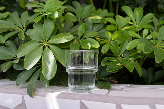 Glass of mineral water with leaves in the background