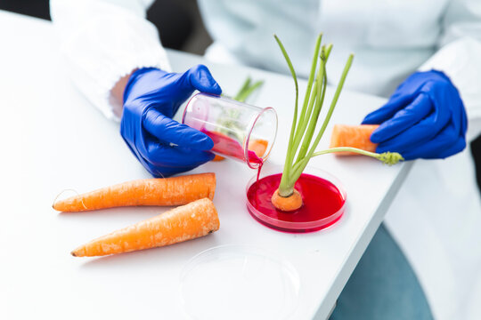Petri Dish In Science Research  Laboratory
