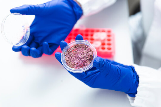 Petri Dish In Science Research  Laboratory