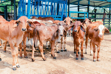 red Brahman calves looking at camera