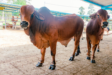 breeding males of red Brahman breed