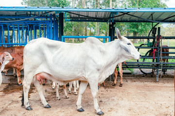 side view of zebu breed cow