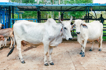 side view of zebu breed cows in the stable - obrazy, fototapety, plakaty