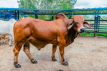 breeding bull of red Brahman breed