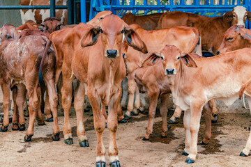red Brahman calves looking at camera © VICTOR A ARGUELLO