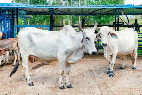 side view of zebu breed cows in the stable