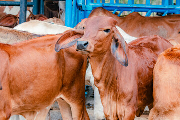 red brahman breed calf in closeup