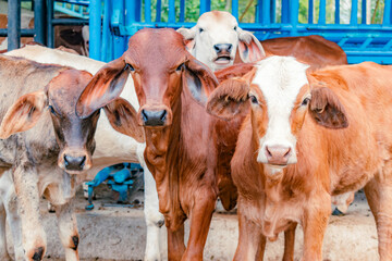 red Brahman calves looking at camera